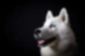 Pet Studio Portrait